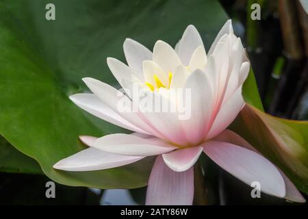 Rosa Seerose im See Stockfoto