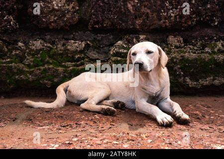 Ein Hund, der sich auf dem Weg eines Forts in Sinquerim Beach erholt Stockfoto