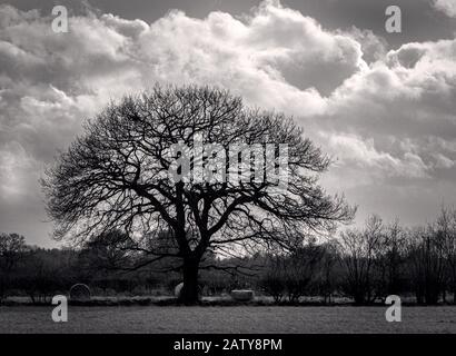 Ein Winterbaum mit nach außen auffangenden Ästen steht mit schweren Wolken dahinter. Im Vordergrund steht Gras und darüber hinaus Hecken. Stockfoto