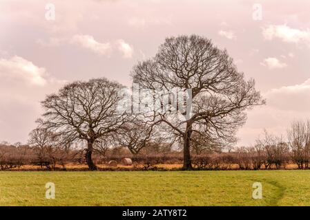 Winterbäume mit ihren Ästen, die nach außen hin auffächeln, stehen mit schweren Wolken hinter ihnen. Im Vordergrund steht Gras und darüber hinaus Hecken. Stockfoto