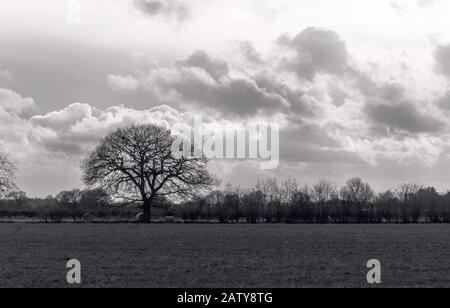 Ein Winterbaum mit nach außen auffangenden Ästen steht mit schweren Wolken dahinter. Im Vordergrund steht Gras und darüber hinaus Hecken. Stockfoto