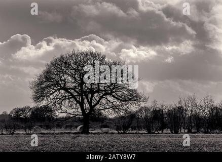 Ein Winterbaum mit nach außen auffangenden Ästen steht mit schweren Wolken dahinter. Im Vordergrund steht Gras und darüber hinaus Hecken. Stockfoto