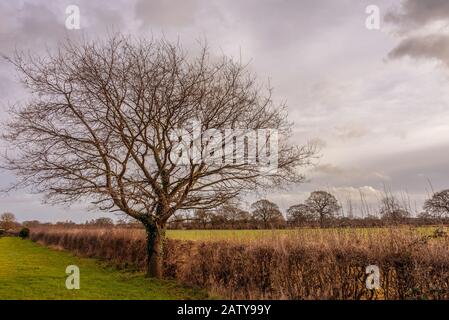 Ein Winterbaum mit nach außen auffangenden Ästen steht neben einer Hecke mit einem Feld darüber hinaus. Oben steht ein Himmel mit schweren Wolken. Stockfoto