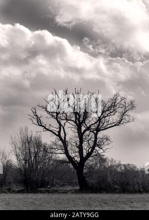 Ein Winterbaum mit nach außen auffangenden Ästen steht mit schweren Wolken dahinter. Im Vordergrund steht Gras und darüber hinaus Hecken. Stockfoto