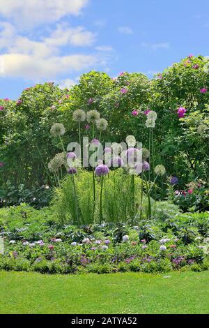 Dekorative Zwiebel - im Garten wachsende Alliumblüten. Violette und weiße Kugeln aus ornamentaler Zwiebel auf Blumenbeet. Allium Blumen Cluster - dekorativ Stockfoto