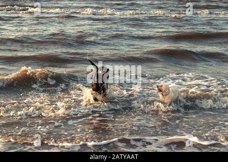 Ein schwarzer Labrador Retriever Hund und ein weißer Hund spielen wild in den Wellen des Meeres. Der Labrador holt sein Spielzeug aus dem Wasser. Stockfoto