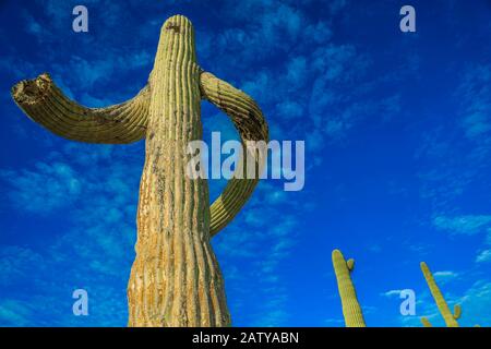 Saguaro oder Sahuaro (Carnegiea gigantea) formten sich wie ein Mann. Typische säulenförmige Kakteen aus der Wüste Sonoran, Mexiko. monotípicoc ist eine Art von Great Stockfoto