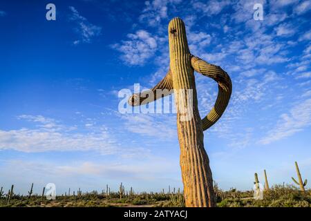 Saguaro oder Sahuaro (Carnegiea gigantea) formten sich wie ein Mann. Typische säulenförmige Kakteen aus der Wüste Sonoran, Mexiko. monotípicoc ist eine Art von Great Stockfoto