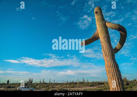 Saguaro oder Sahuaro (Carnegiea gigantea) formten sich wie ein Mann. Typische säulenförmige Kakteen aus der Wüste Sonoran, Mexiko. monotípicoc ist eine Art von Great Stockfoto