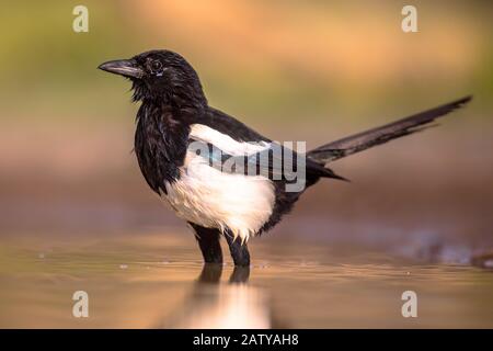 Eurasian Magpie (Pica pica) Baden und Kamera in den spanischen Pyrenäen, Vilagrassa, Katalonien, Spanien. April. Stockfoto