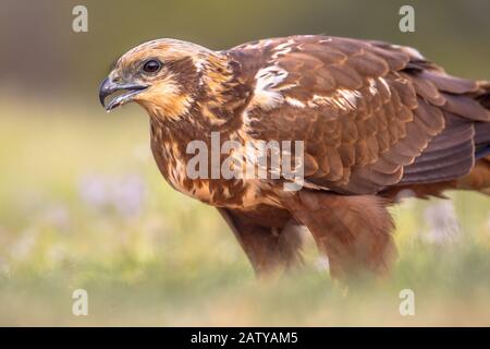Marsh Harrier (Circus aeruginosus) Nahaufnahme des weiblichen Vergewaltigers in den spanischen Pyrenäen, Vilagrassa, Katalonien, Spanien. April. Stockfoto