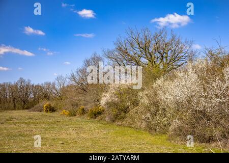 Bäume und Büsche in einem Windbruch mit Blüte von Amelanchier (Amelanchier ovalis), Common Gorse (Ulex europaeus) und Common Hawthorn (Crataegus monogyn Stockfoto