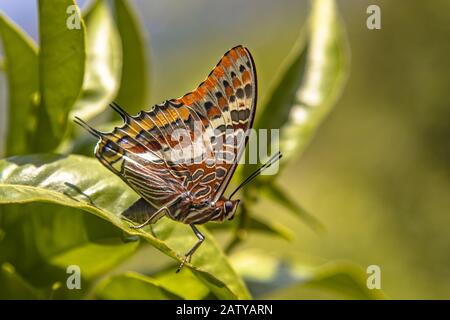 Zweischwänziger pasha (Charaxes jasius) Schmetterling thront auf grünen Blättern in der Sonne Stockfoto