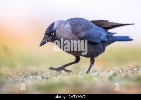 Western Jackdaw (Coloeus monedula) beim gehen und Suchen nach Speisen auf hellem Hintergrund Stockfoto