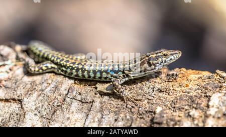 Tyrrhenische Mauereidechse (Podarcis tiliguerta) dunkle Version an einer Steinmauer in der Toskana, Italien, April. Stockfoto