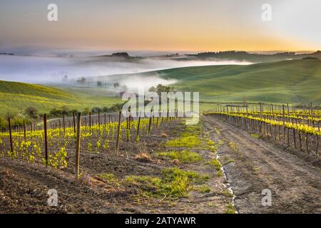 Weinberg in nebligen Hügeln von Montalcino, Toskana, Italien, April. Stockfoto