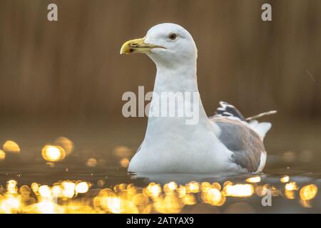 Gelbbeiner Möwe (Larus michahellis) schwimmt im Flachwasser am Csaj-See, Kiskunsagi-Nationalpark, Pusztaszer, Ungarn. Februar. Stockfoto