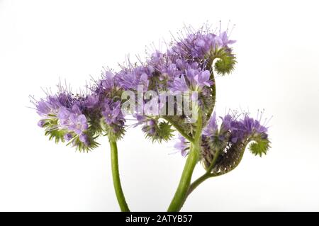 Phacelia auf weißem Hintergrund Stockfoto