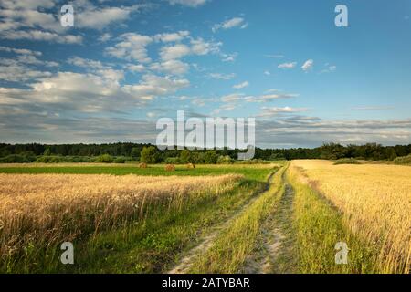 Landstraße zwischen Feldern mit Getreide zum Wald hin, Wolken am blauen Himmel Stockfoto