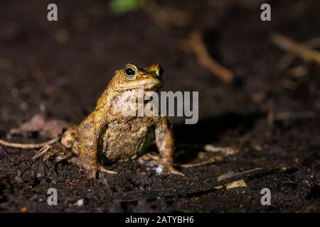 Eine Kröte (Bufo bufo) Herumlaufen auf der Suche nach einem Weibchen in der Nähe Begraben Sie St Edmunds in Suffolk Stockfoto