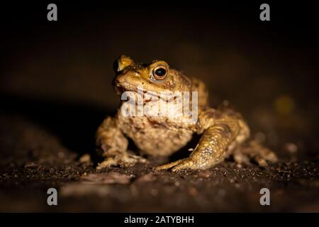 Wandernde männliche Kröte (Bufo Bufo) in der Nacht auf einem Suffolk-Pfad durch den West Stow Country Park Stockfoto