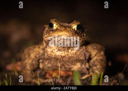 Eine Kröte (Bufo bufo) auf der jährlichen Wanderung zum Paarungsteich und der Suche nach einem Weibchen im West Stow Country Park, Suffolk Stockfoto