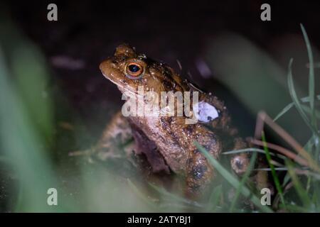 Eine Kröte (Bufo bufo), die durch das Gras zu ihrem üblichen Teich im West Stow Country Park in der Nähe von Bury St Edmunds geht Stockfoto