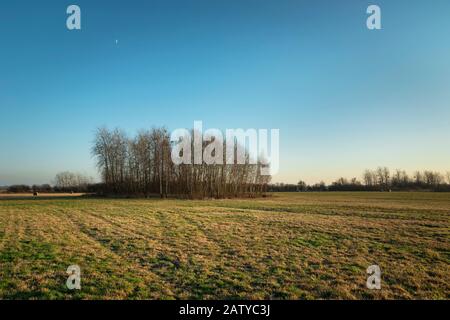 Große Wiese und kleiner Wald, wolkenloser blauer Himmel Stockfoto