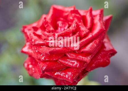 Rote Rose mit Taupunkeln an den Kronblättern. Rote Rose blüht im Garten. Stockfoto