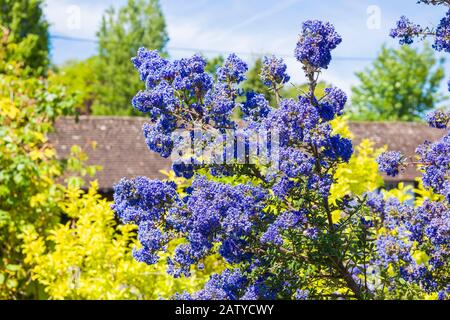 Leuchtend blaue Blumen auf einem Ceanothus Dark-Star-Baum im Mai in einem englischen Garten Stockfoto