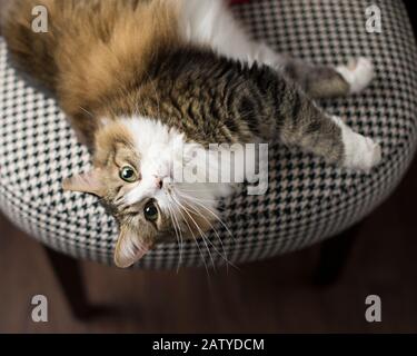 Braune und weiße Tabby legen sich auf einen runden Stuhl und blicken mit grünen Augen auf die Kamera Stockfoto