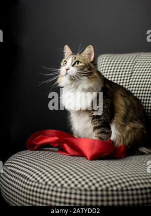 Langhaariger Tabby mit weißen Pfoten liegt auf einem schwarzen und weißen Stuhl mit einem großen roten Satinband für Den Valentinstag Stockfoto