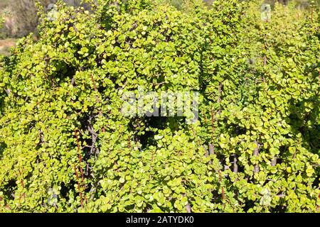 Spekboom (Portulacaria afra) oder Porkbush hat eine Rate von Kohlenstoffabscheidung, die den tropischen Wald rivalisiert und ist Dürreresistent, was die globale Erwärmung beeinflusst Stockfoto