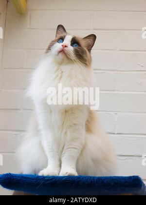 Ein ansprechender Blick auf eine junge männliche Ragdoll-Katze, deren Aufmerksamkeit auf etwas jenseits der Kameralinse liegt. Achten Sie auf seine blauen Augen, die für die Rasse charakteristisch sind. Stockfoto