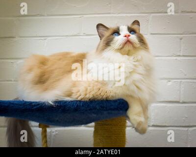 Eine schöne Aussicht auf eine junge männliche Ragdoll-Katze, deren Aufmerksamkeit auf etwas jenseits der Kameralinse liegt. Achten Sie auf seine blauen Augen, die für die Rasse charakteristisch sind. Stockfoto