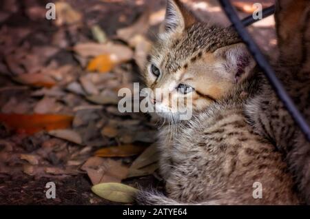 Ein sechswöchiges altes Tabby-Kätzchen liegt unter einem verlassenen Haus, 30. Januar 2020, in Coden, Alabama. Stockfoto