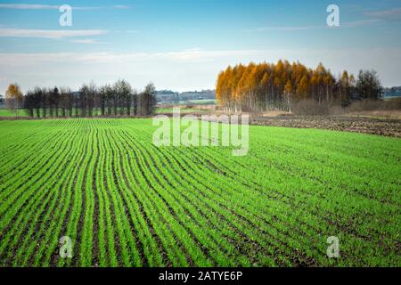 Reihen gepflanzter Grünpflanzen, Herbstbäume und Himmel Stockfoto
