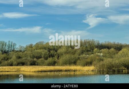 Cosmeston Lakes, in der Nähe von Penarth, einst ein Steinbruch und heute ein Naturreservat mit einer Vielzahl von Vögeln und Säugetieren. Die Seen waren einst Steinbrüche. Stockfoto