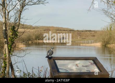 Common Wood Pigeon an den Cosmeston Lakes, das auf einer Informationstafel mit Blick auf den See in der Nähe von Penarth, Südwales, sitzt. Diese Seen waren einst Steinbrüche. Stockfoto