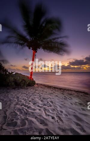 Leuchtet auf der Palme Stockfoto