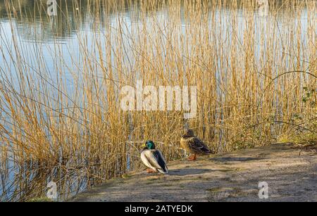 Männliche und weibliche Mallard Ducks in der Nähe von Schilf im Cosmeston Lakes Nature Park Penarth South Wales Stockfoto