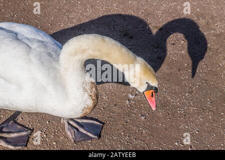 Stummschalten Sie Schwan oder Cygnus olor am Cosmeston Lake in Penarth, und zeigen Sie eine der verschiedenen Posen Stockfoto