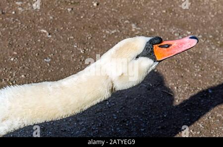 Stummschalten Sie Schwan oder Cygnus olor am Cosmeston Lake in Penarth, und zeigen Sie eine der verschiedenen Posen Stockfoto