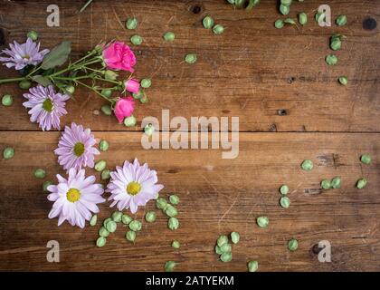 Verstreute Gänseblümchen und winzige Blätter mit einem Knall aus rosafarbenen Rosen machen einen Frühling oder Sommer mit Platz für Text Stockfoto