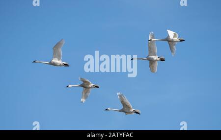 Schöne Tundraschwäne (Cygnus cumbianus), die gegen einen blauen Himmel fliegen, bei der Migration durch Pennsylvania halten Sie in der Middle Creek Wildlife Management Area Stockfoto