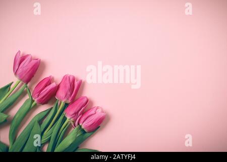 Tulpen liegen auf einem schönen rosafarbenen Hintergrund. Stockfoto
