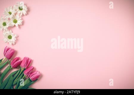 Tulpen liegen auf einem schönen rosafarbenen Hintergrund. Stockfoto
