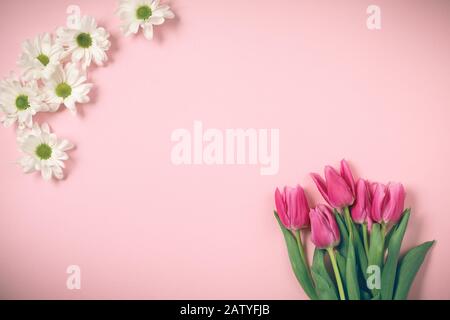 Tulpen liegen auf einem schönen rosafarbenen Hintergrund. Stockfoto