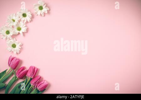 Tulpen liegen auf einem schönen rosafarbenen Hintergrund. Stockfoto