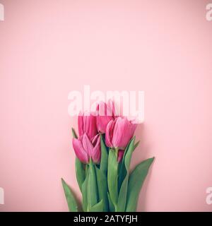 Tulpen liegen auf einem schönen rosafarbenen Hintergrund. Stockfoto